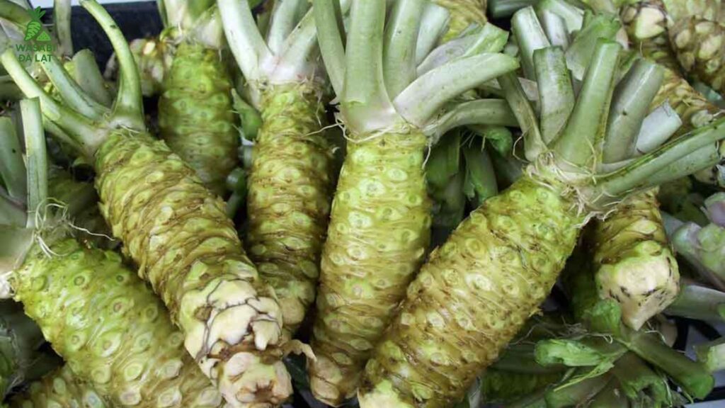 wasabi đà lạt