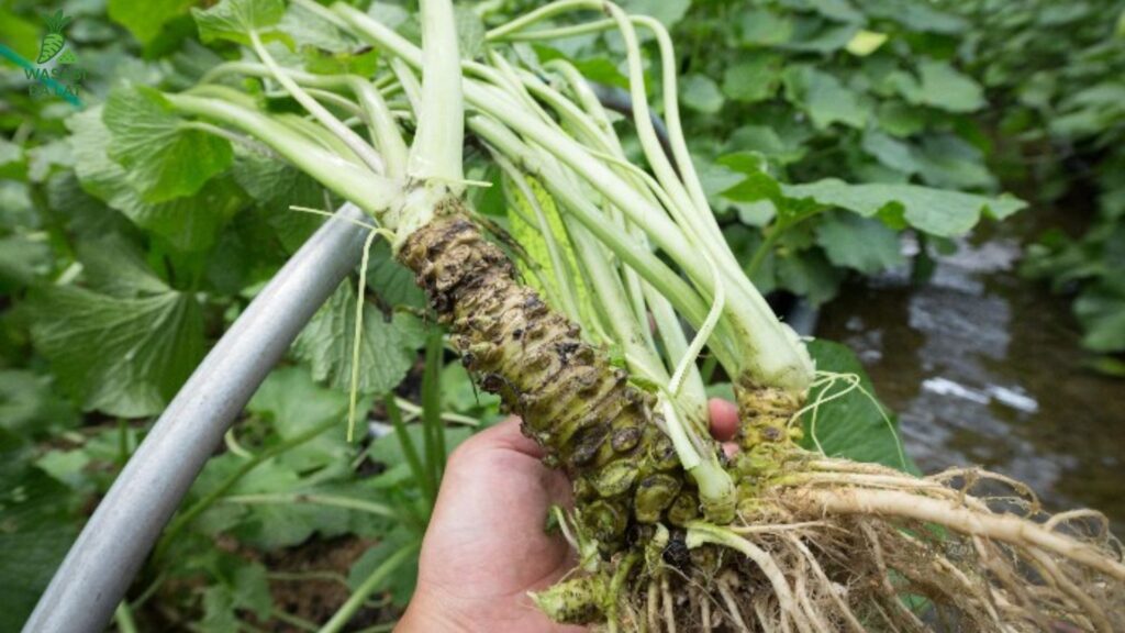 ứng dụng wasabi trong dược phẩm