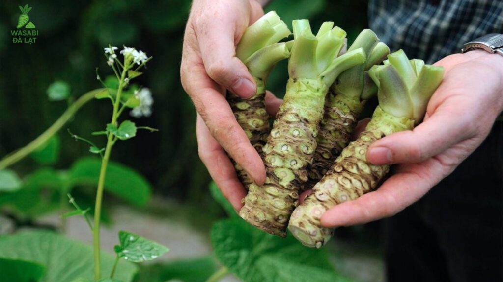 ứng dụng wasabi trong dược phẩm