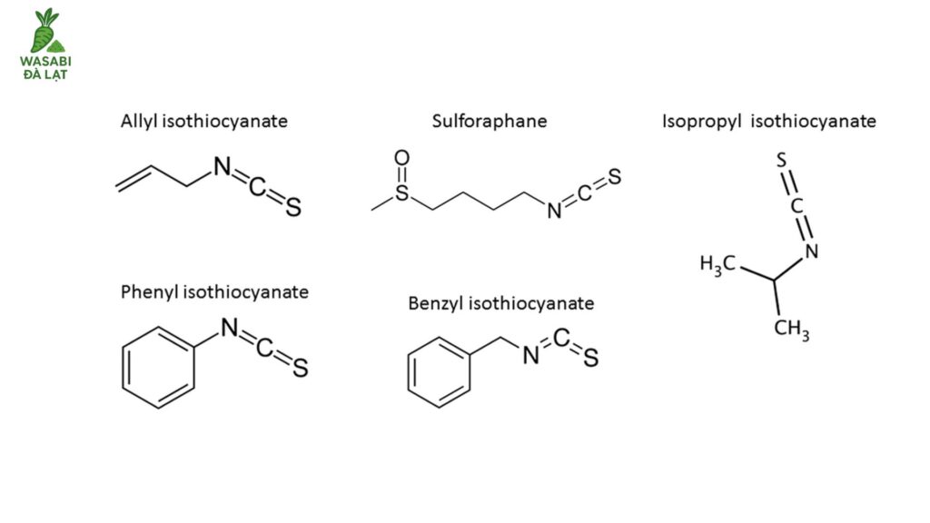 dinh dưỡng trong bột wasabi