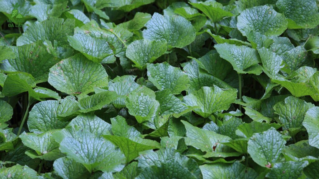 dinh dưỡng trong bột wasabi