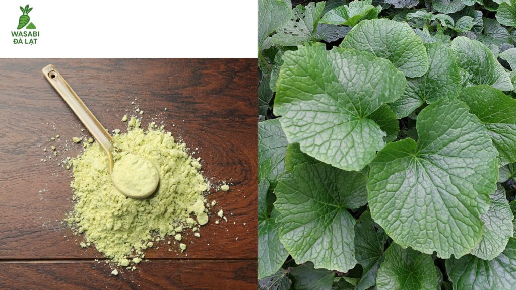 bảo quản bột wasabi