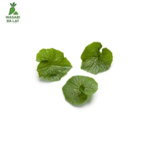 lá wasabi nhỏ